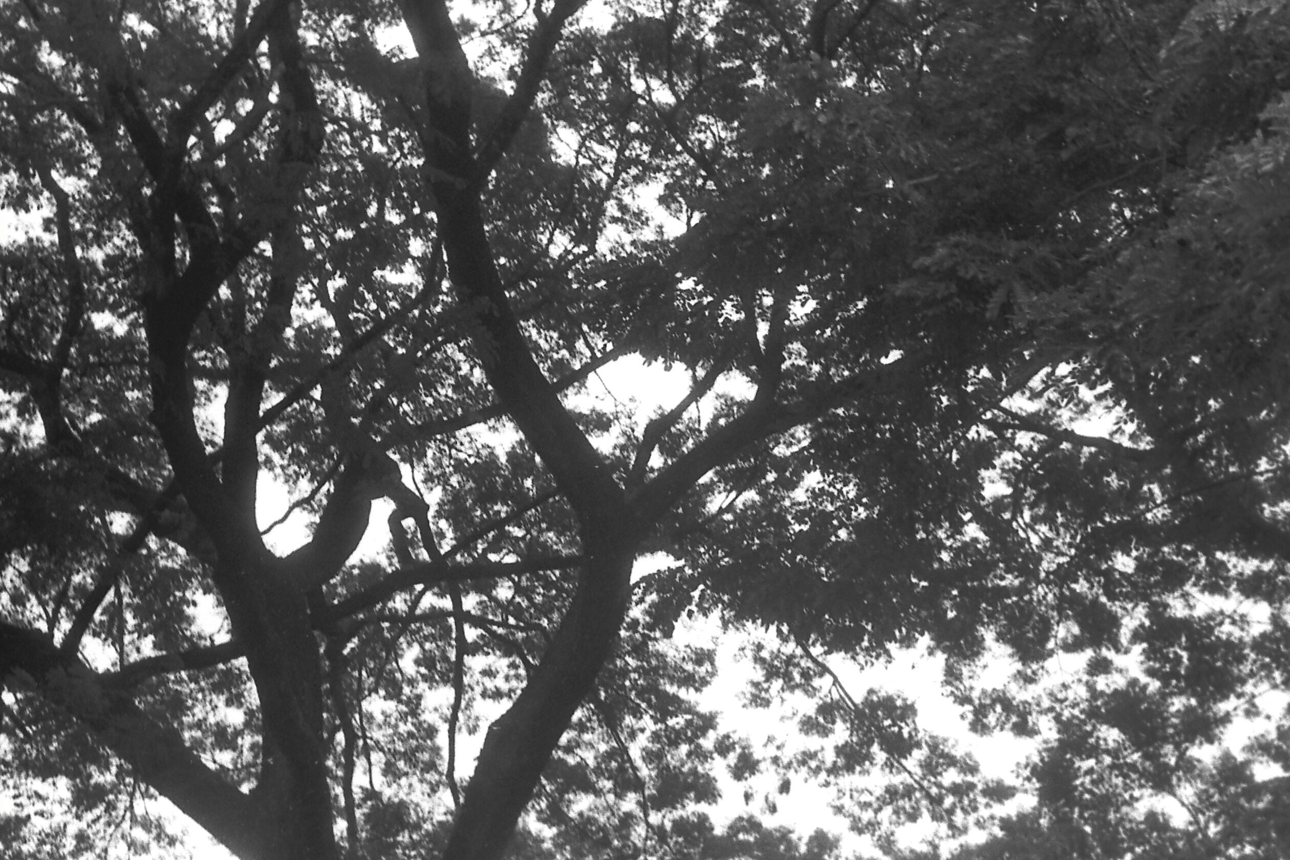 my beautiful picture